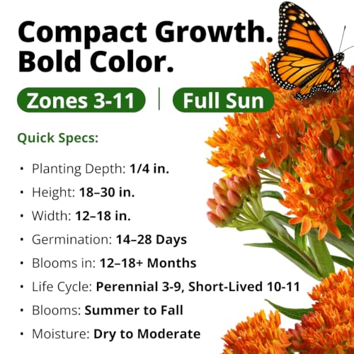 Butterfly Milkweed Seeds for Planting