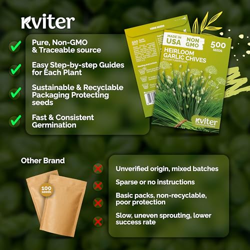 500 Garlic Chives Heirloom Herb Seeds for Planting