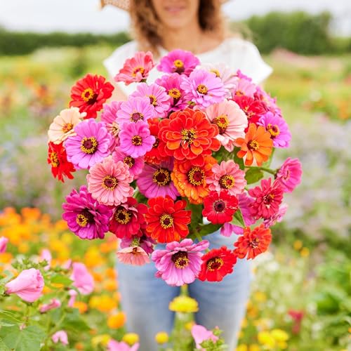 Zinnia Seeds Dahlia Flowered Mix (1 Ounce / Dahlia Flowered Zinnia Mix)