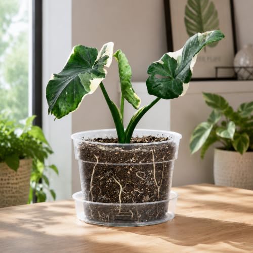 6 Inch Clear Plastic Plant Pot with Drainage Holes (12 Count)