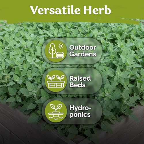 1000 Lambs Quarters Seeds