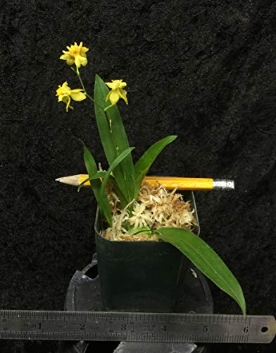 Onc. Twinkle 'Yellow Bird' (SD1)