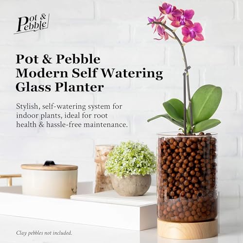 C1 Large Glass Orchid Pot