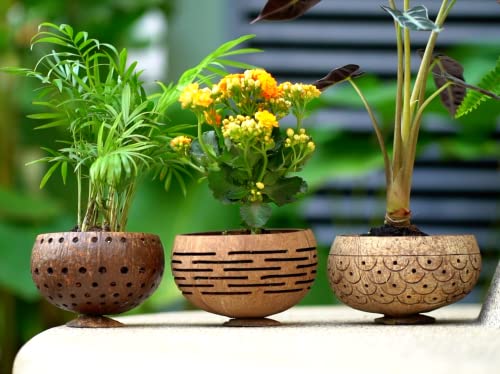 Horizons Coconut Planter w