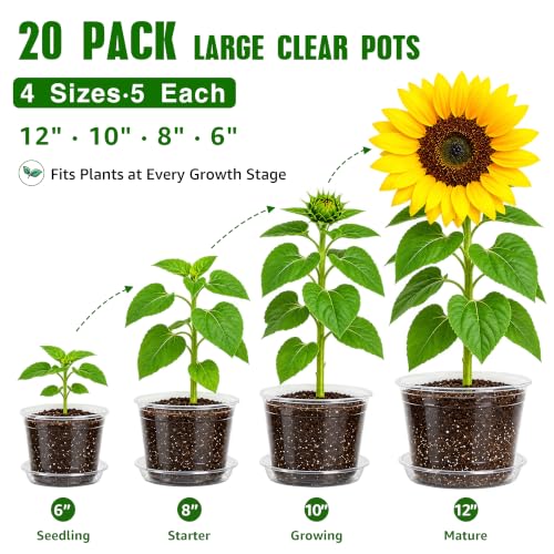 Clear Nursery Pots with Saucers (6/8/10/12 Inch-20Pcs)