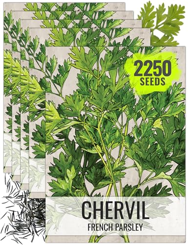 Chervil Seeds to Plant Heirloom Non (5 Packs)