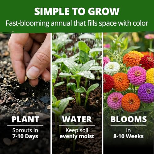Lilliput Mix Zinnia 8450 Flower Seeds Zinnia elegans
