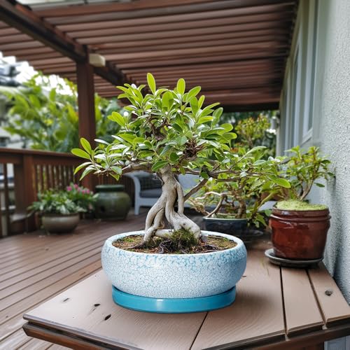 Bonsai Pots 13 Inch Ceramic Succulent Pots with Drainage Hole and Tray (13 Inch / Blue-white)