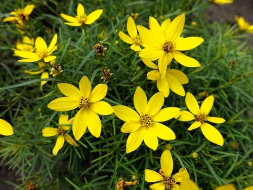 Live Perennial Plants