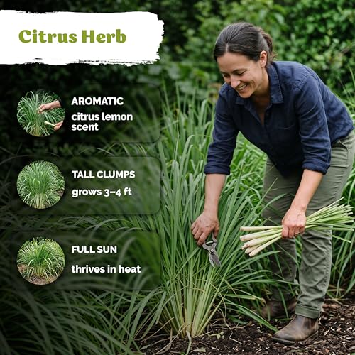 800 Lemongrass Heirloom Herb Seeds for Planting