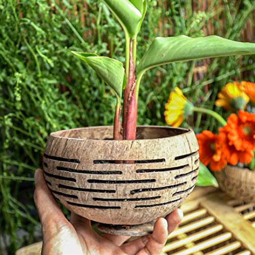 Horizons Coconut Planter w