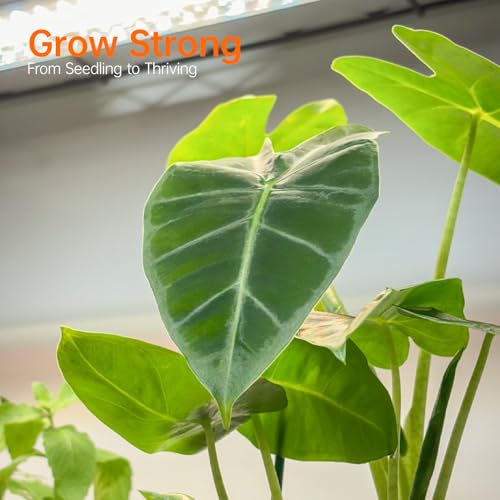 Plant Stand with Grow Light