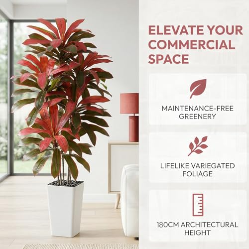 Artificial Dracaena Tree (Burgundy – White Pot / 6FT)