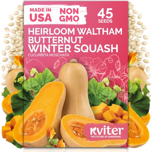 45 Waltham Butternut Winter Squash Vegetable Seeds
