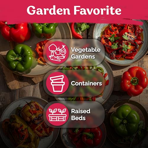150 California Wonder Sweet Pepper Heirloom Vegetable Seeds