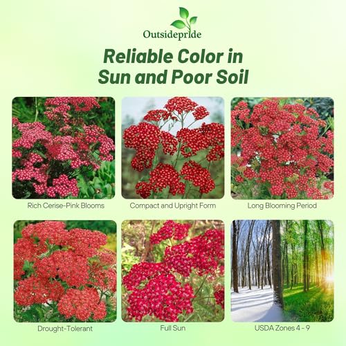 Cerise Queen Yarrow Seeds (10000 Count)