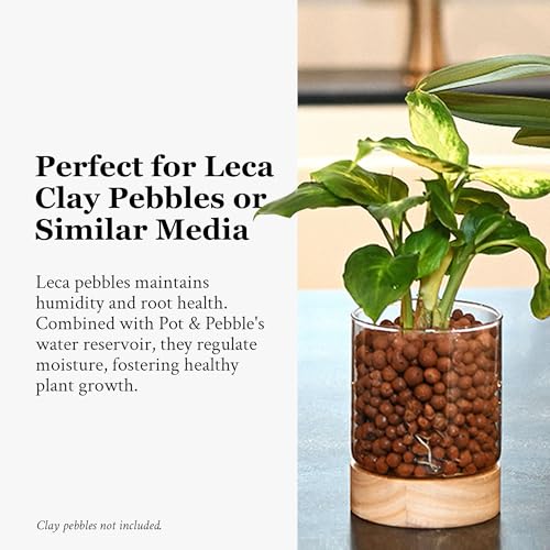 C3 Glass Orchid Pot