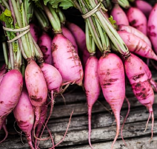 625+ Purple Plum Radish Seeds for Planting