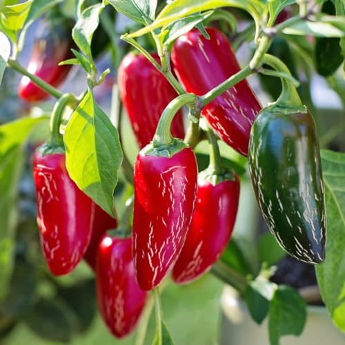 Serrano Pepper Plants Live (Serrano Pepper)