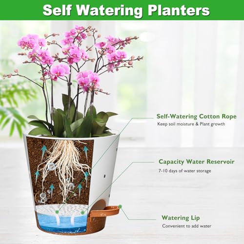 6 Inch Orchid Pot