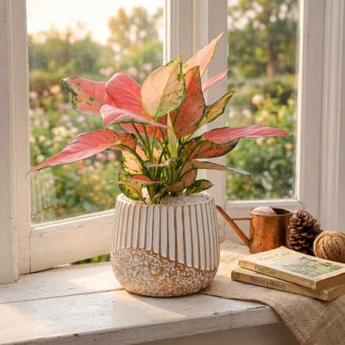 2‑Pack 6 Inch Succulent Planter Pots with Drainage Holes (White Gold)