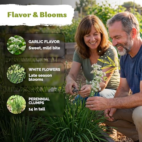 500 Garlic Chives Heirloom Herb Seeds for Planting