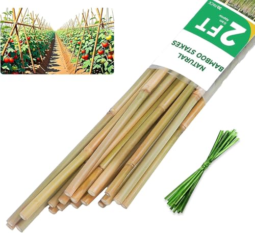 2ft Natural Bamboo Plant Stakes for Tomatoes (2FT 30PCS)