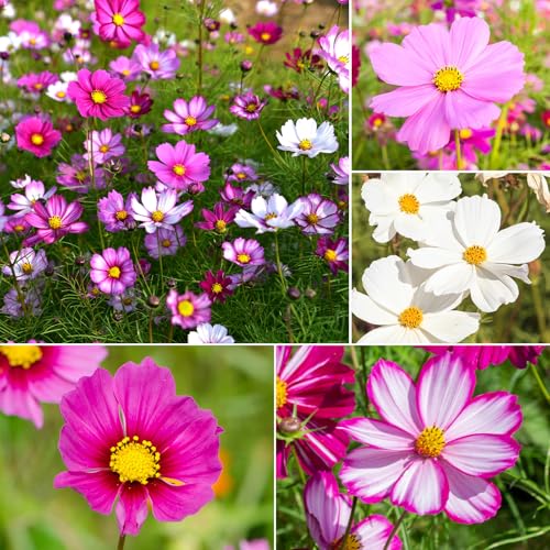 Cosmos Seeds Wildflower Mix 1 Oz