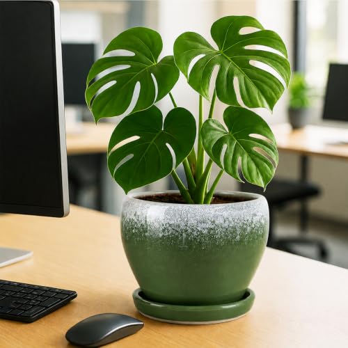 8 Inch Plant Pots (Blackish Green / 8 Inch)