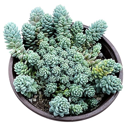Sedum Dasyphyllum 'Major' in 4 inch Starter Pot (Sedum Dasyphyllum 'Major')