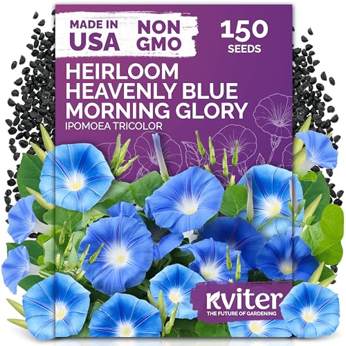 150 Heavenly Blue Morning Glory Heirloom Flower Seeds