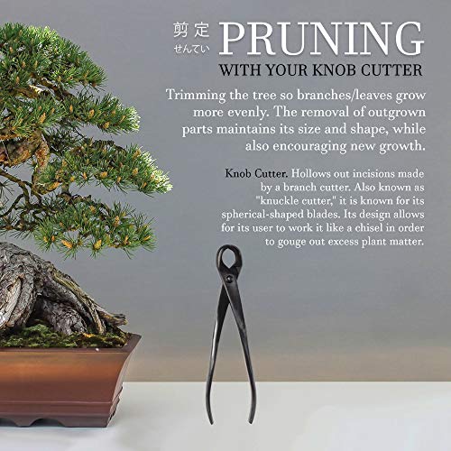 Bonsai Basics Set