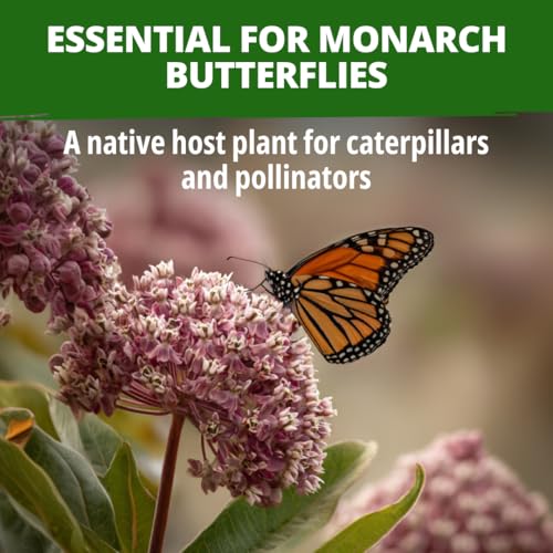 Common Milkweed Seeds