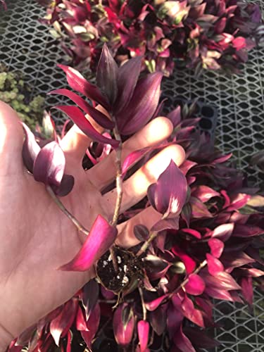 Tradescantia Zebrina ~ 10 Rooted cuttings ~ Red Gem ~ Rare Wandering Jew (5 Count)