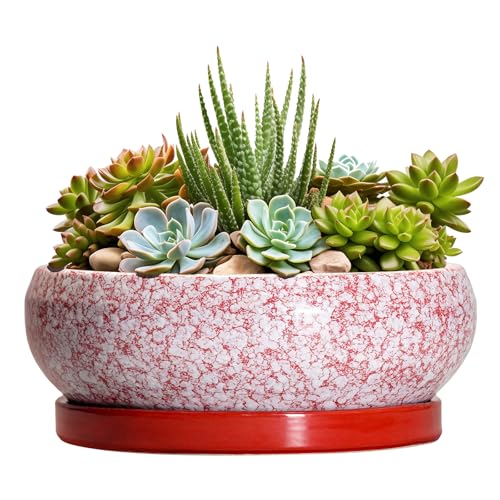 Succulent Pots (8 Inch / Red-white)