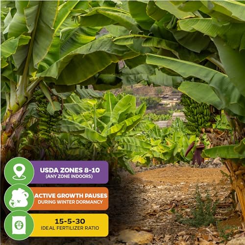 Gran Nain Banana Tree (Gran Nain)