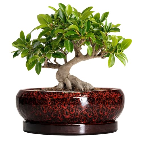 Bonsai Tree Pots (10 Inch / Leopard Red)