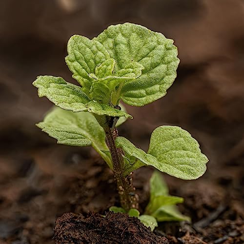 Spearmint Seeds to Plant Heirloom Non (2 Packs)