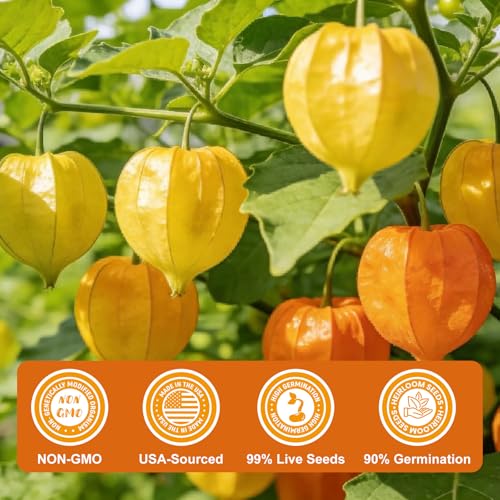 3000+ Ground Cherry Seeds for Planting