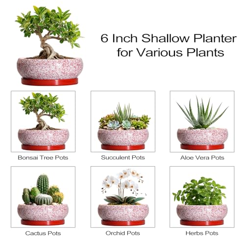 Bonsai Pots Small (6 Inch / Red-white)