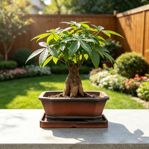 Decorative Ceramic Bonsai Planter Pot 8.5 Inch with Tray