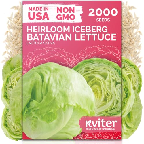 2000 Iceberg Batavian Lettuce Heirloom Vegetable Seeds