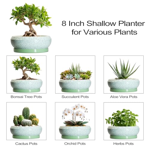 Bonsai Pots Ceramic (8 Inch / Bright Green-white)