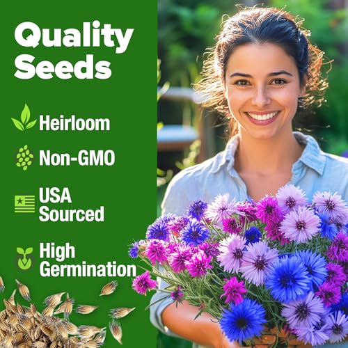 Bachelor Button Tall Mix 700+ Flower Seeds Centaurea cyanus