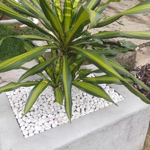 5 lbs White River Rocks for Plants