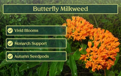 6 Butterfly Milkweed (6 Plants)