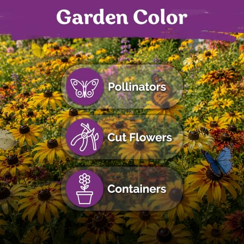 2 500 Mix Dwarf Black Eyed Susan Heirloom Flower Seeds