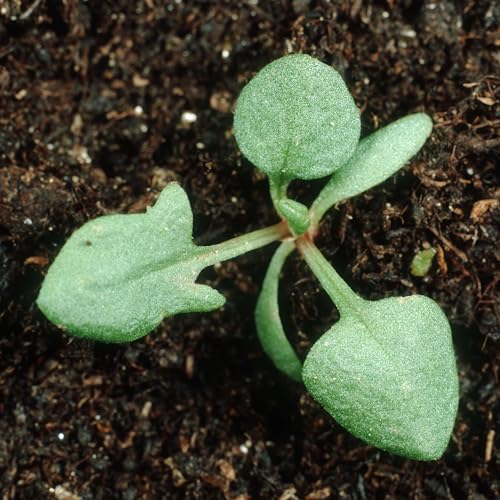 Sorrel Seeds to Plant Heirloom & Non (2 Packs)