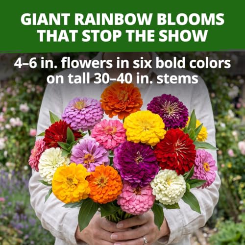 State Fair Zinnia Seeds