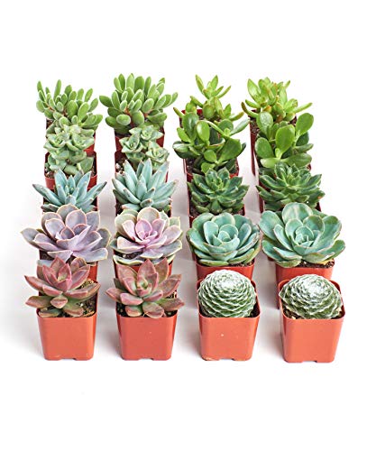 Assorted Succulent Plant Pack Collection (Assorted)